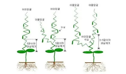 순지르기 기초 측지유도 키작게유지 공간효율 관리 팁_4