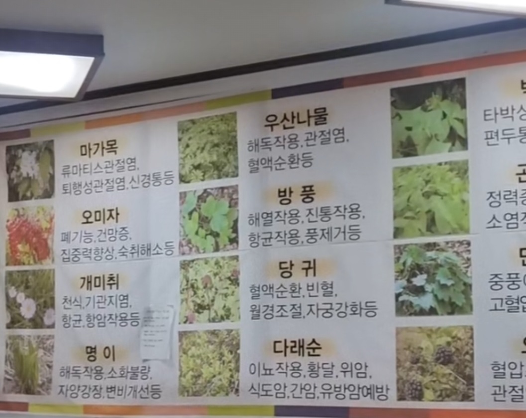 지리산약이되는나물