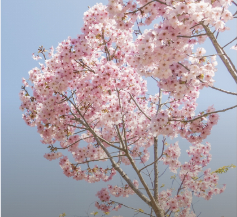 벚꽃 개화 시기 2025-3