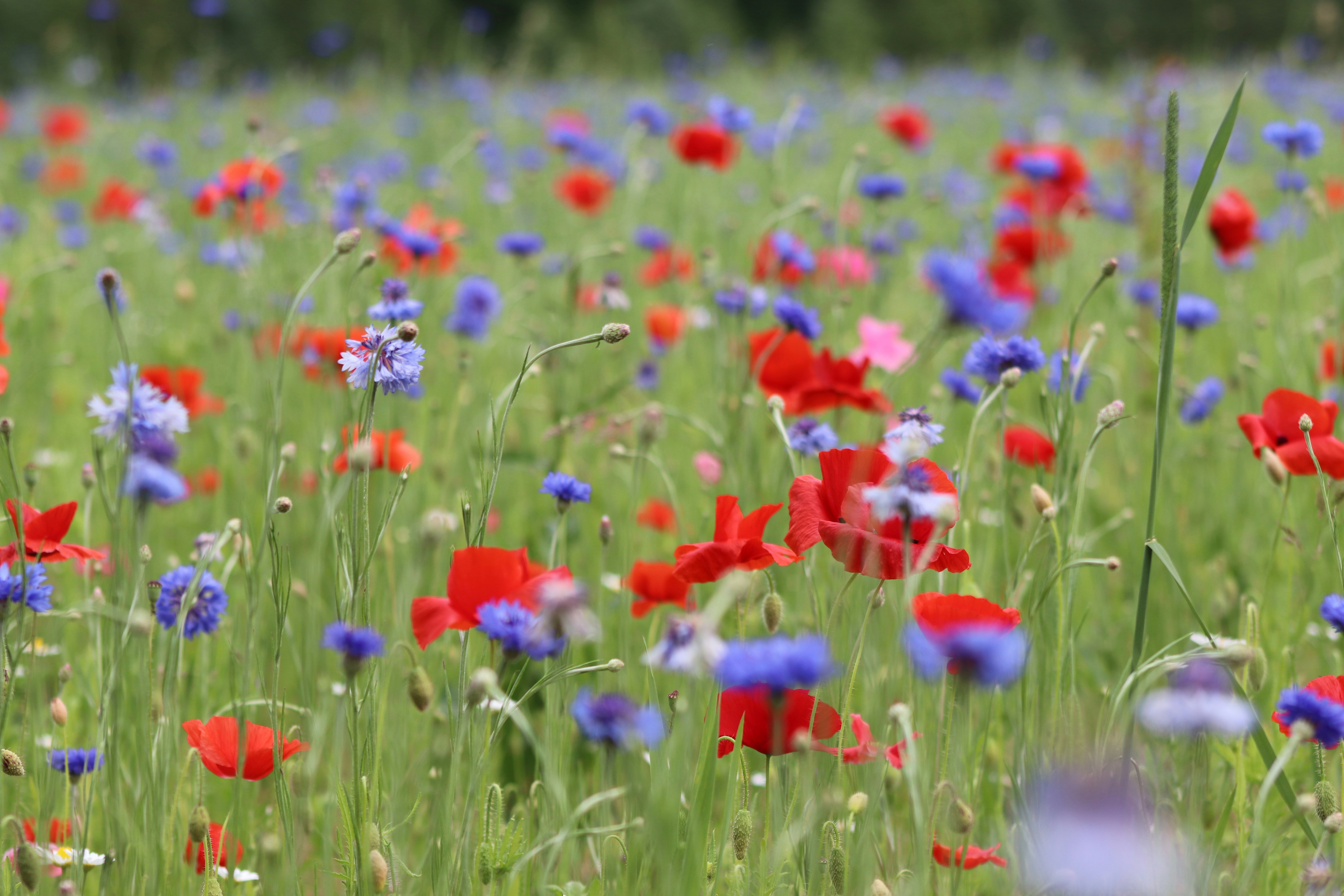 양귀비 술 3가지 효능 및 꽃양귀비 구분법 (+ 파종시기 효능 축제)