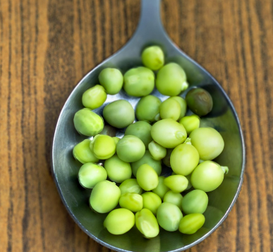 완두콩 파종시기와 심는시기 그리고 재배법 수확시기 총정리