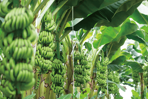 대장에 좋은 음식22