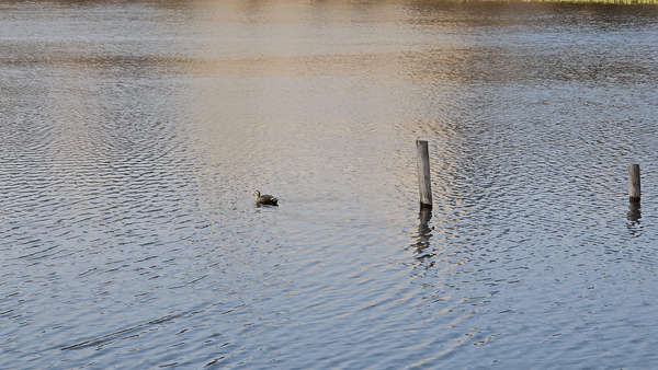 봉담호수공원 오리