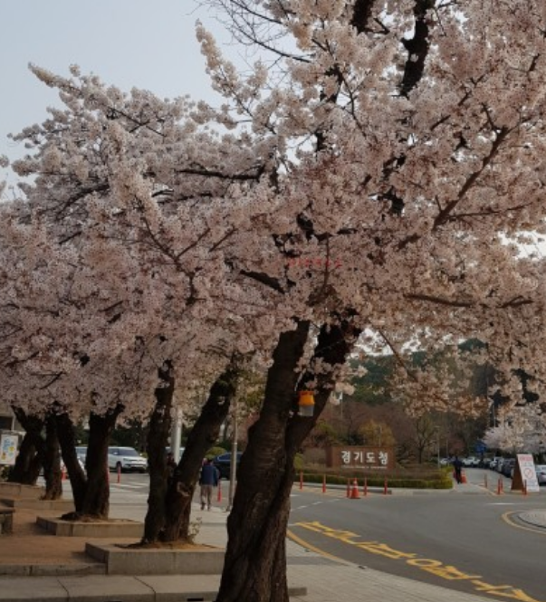 경기도 봄꽃명소