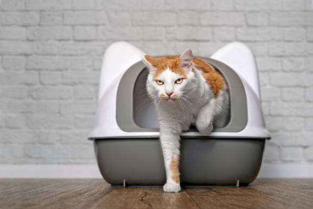 고양이 변비 증상
