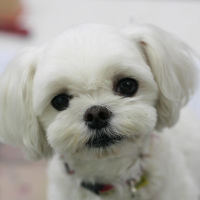 귀엽게 웃고 있는 말티즈 강아지