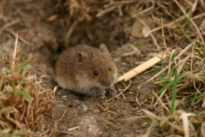 신증후군 출혈열 매개 들쥐
