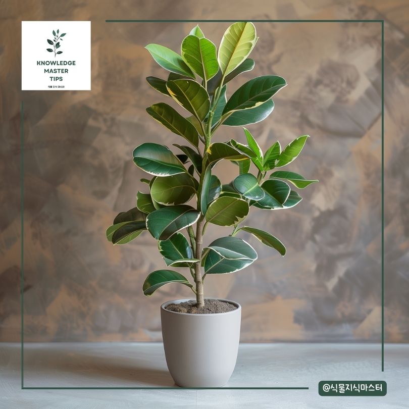 고무나무 키우기 질병 관리