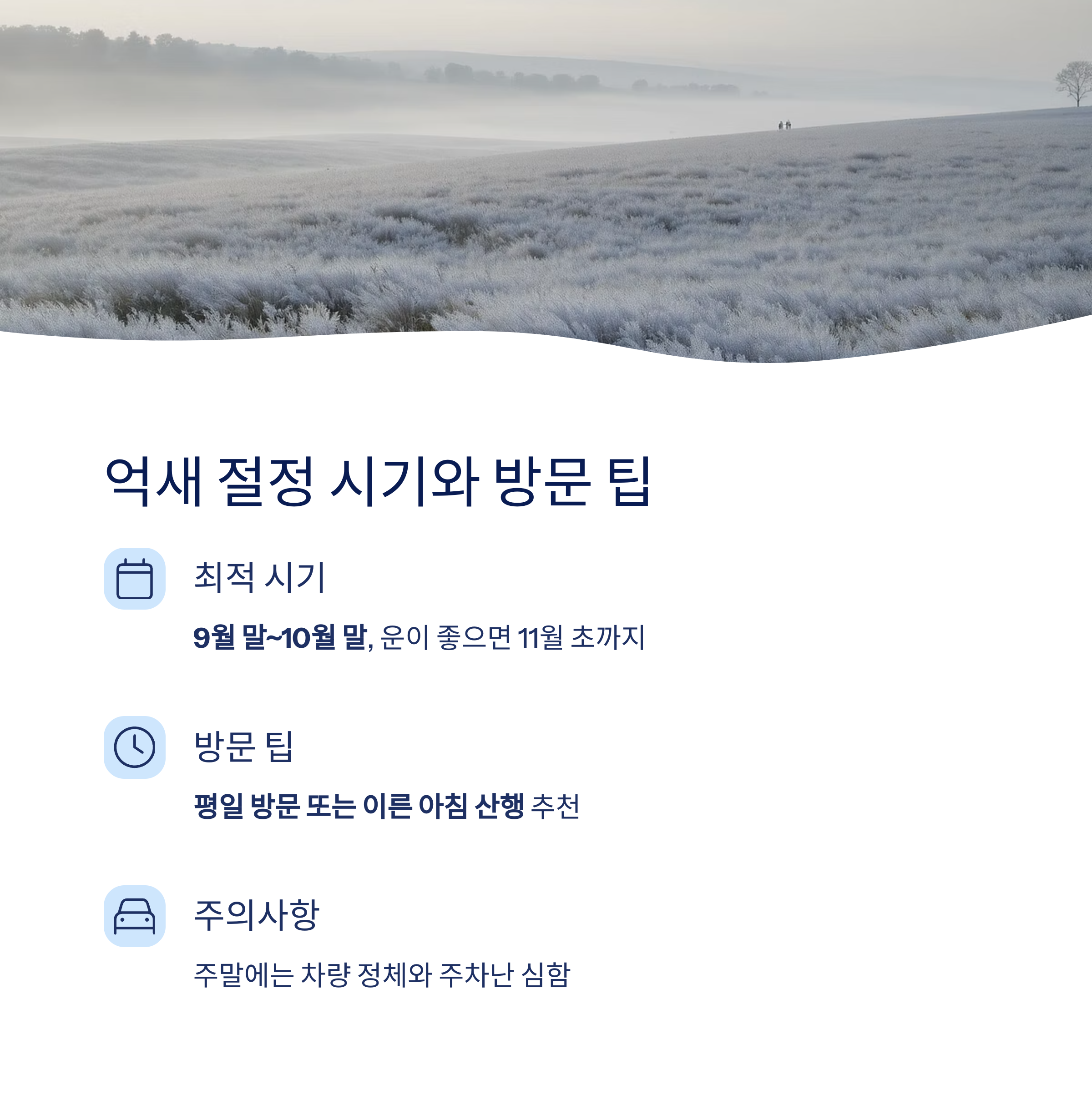 억새 절정 시기와 팁