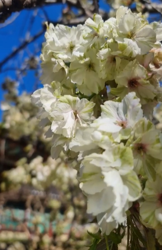 서산 개심사 겹벚꽃·청벚꽃 개화상황