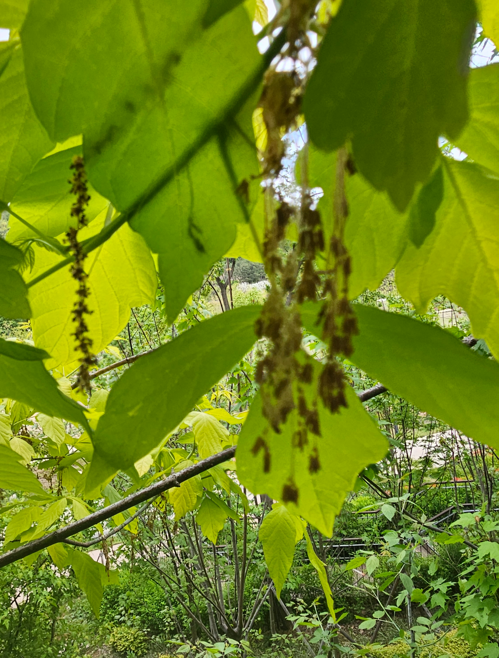 네군도단풍 수꽃차례2