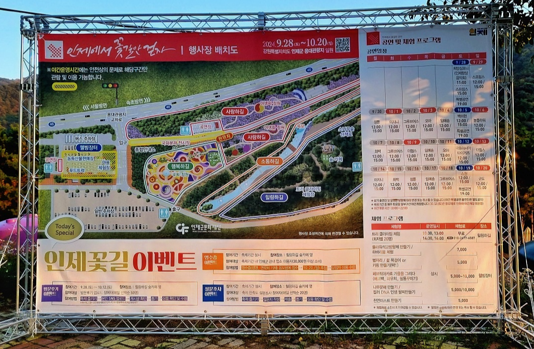 2024 강원도 인제 가을꽃 축제: 꽃길만 걷자 노을빛 국화 풍경, 단풍 후기 (10.17.)
