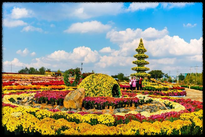 2024 드림파크 국화축제: 인천의 가을 대표 꽃 축제