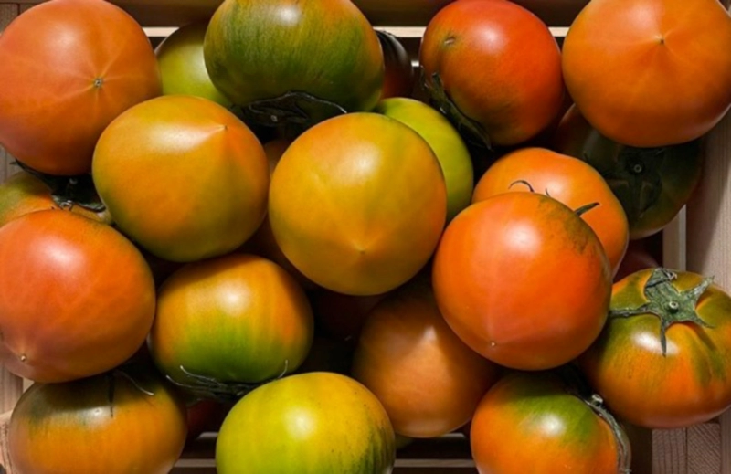 대저 토마토와 짭짤이 토마토 효능