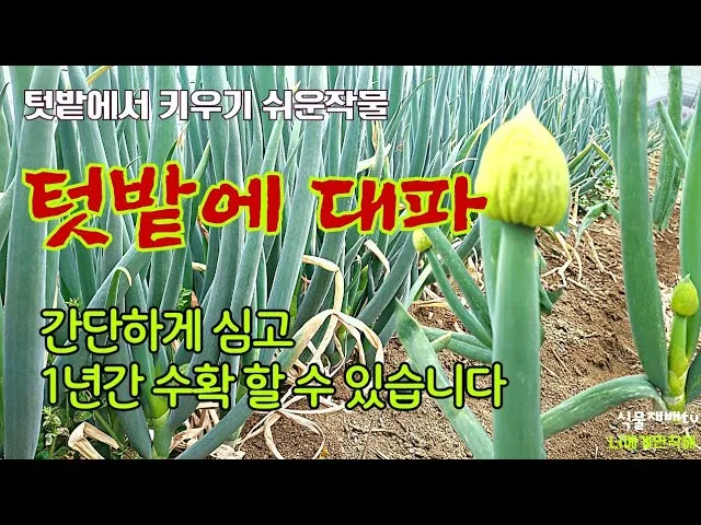 텃밭 대파 키우는 방법 파종 시기_1