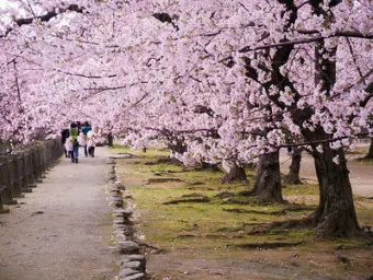 벚꽃 명소 추천 축제 유명한곳_40