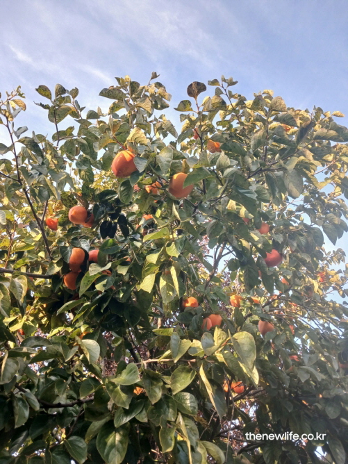 맑은 하늘과 신선한 공기 속에서 감이 탐스럽게 익어가는 감나무 전경, 면역력 강화에 좋은 자연의 풍경