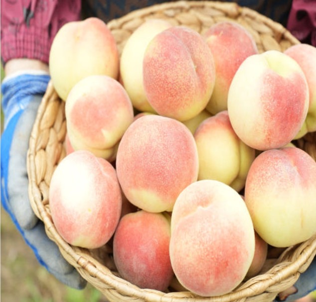 6시내고향 영천 대극천 복숭아 썸네일