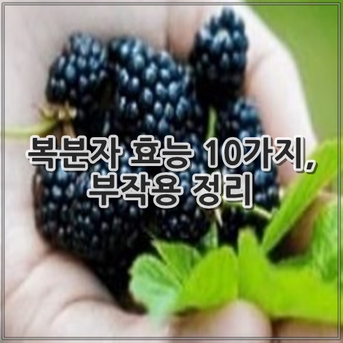 복분자 효능 10가지, 부작용 정리