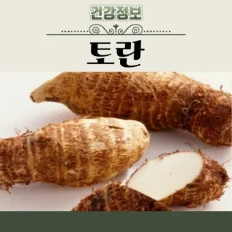 토란 심는시기 재배법 파종시기_3