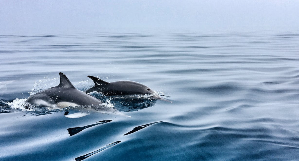 돌고래