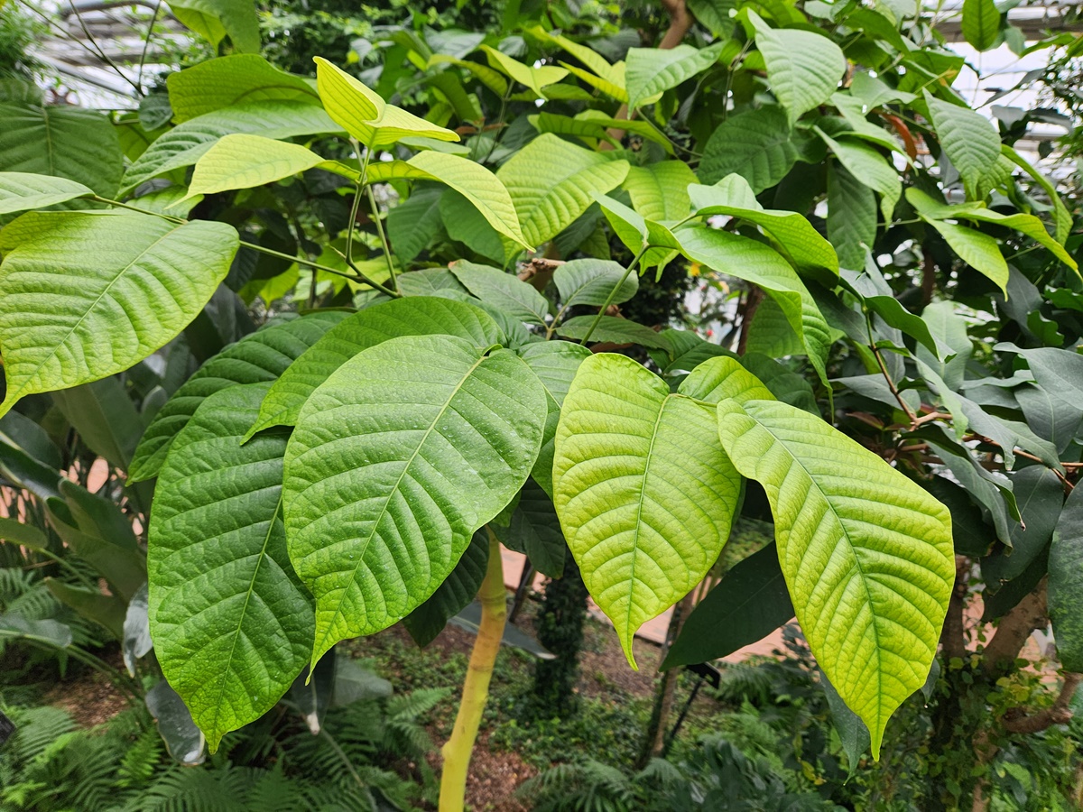 산톨 Santol