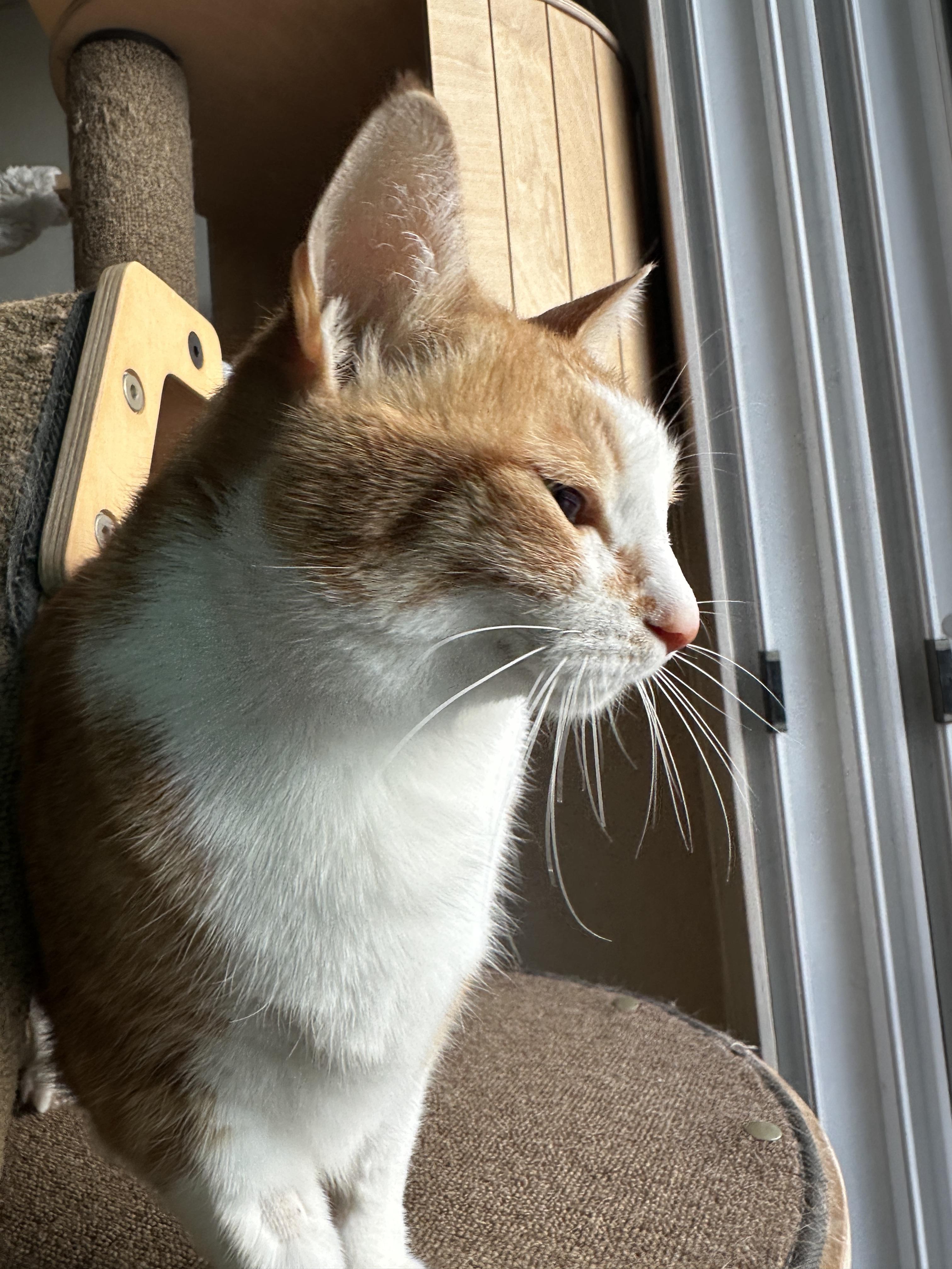 캣폴에서_엄마랑_아이컨택하면서_애교부리는_호야_2