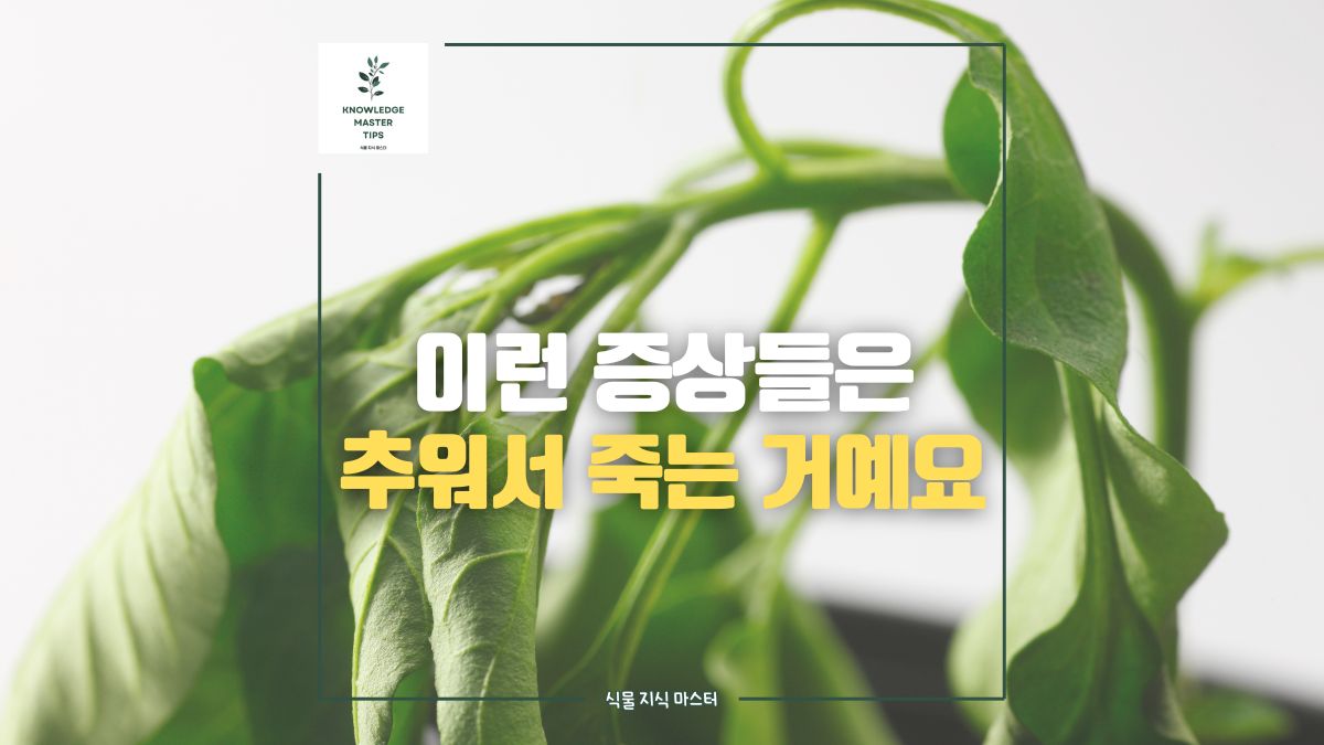 겨울철 식물 관리, 잎 갈변, 잎 떨어짐 추워서 죽어가는 거예요