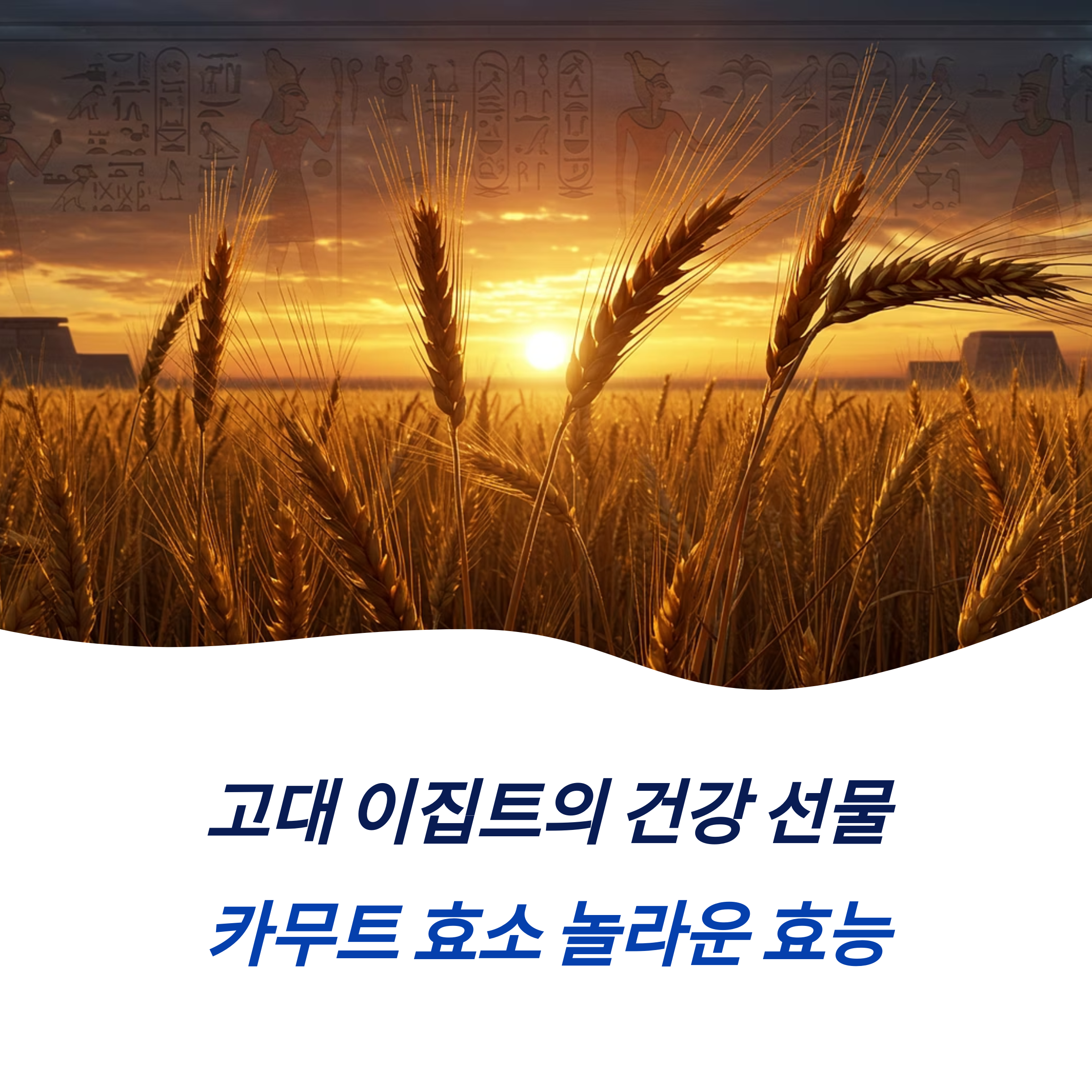 카무트효소효능 칼로리 부작용 주의사항 보관 팁