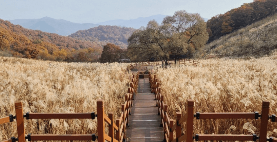 명성산 억새축제 경기도 가을여행지 가족데이트 추천 (2023) 출처: 네이버블로그 야가자!