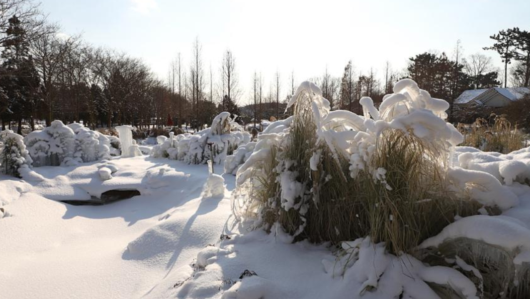 청산수목원 겨울