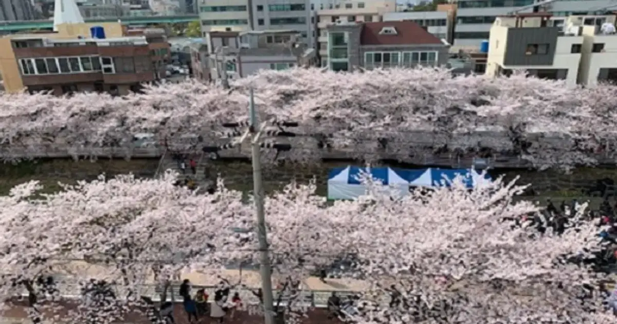 궁거랑벚꽃축제