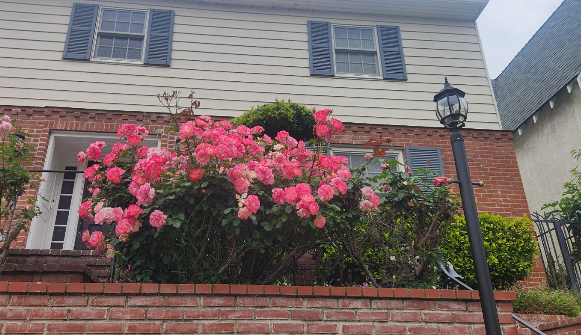 장미 (Rose, Rosa spp.)