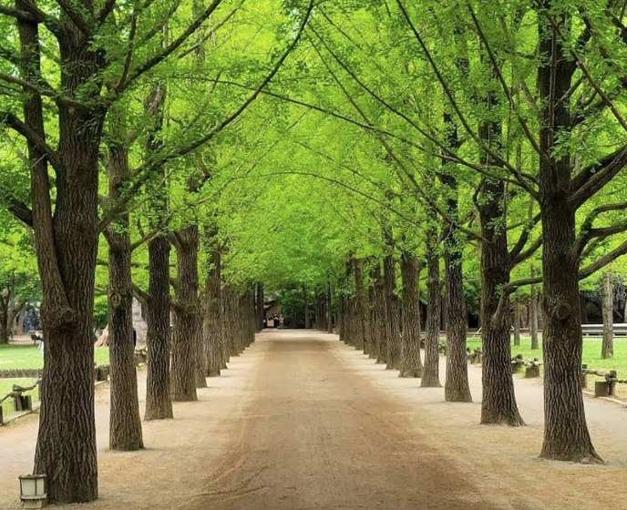 춘천 남이섬 닭갈비 가평 맛집 카페 강아지 동반 핫플레이스 추천 리뷰 많은곳 총정리