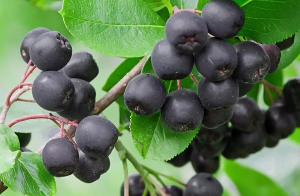 [식물키우기] 아로니아(블랙초크베리) 키우기 관리법 - 물주기, 햇빛, 온도, 습도, 흙(토양), 비료