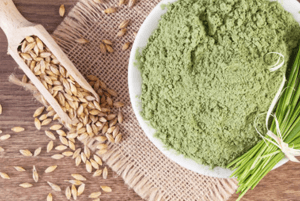 새싹귀리 효능12