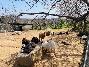 아그로랜드 체험목장