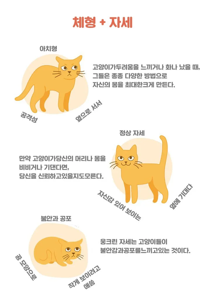 고양이 행동 분석 교정 언어 의미_4
