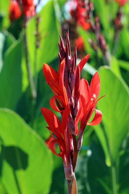 내장산 단풍 절정 시기|주차·케이블카·탐방코스 완전정리