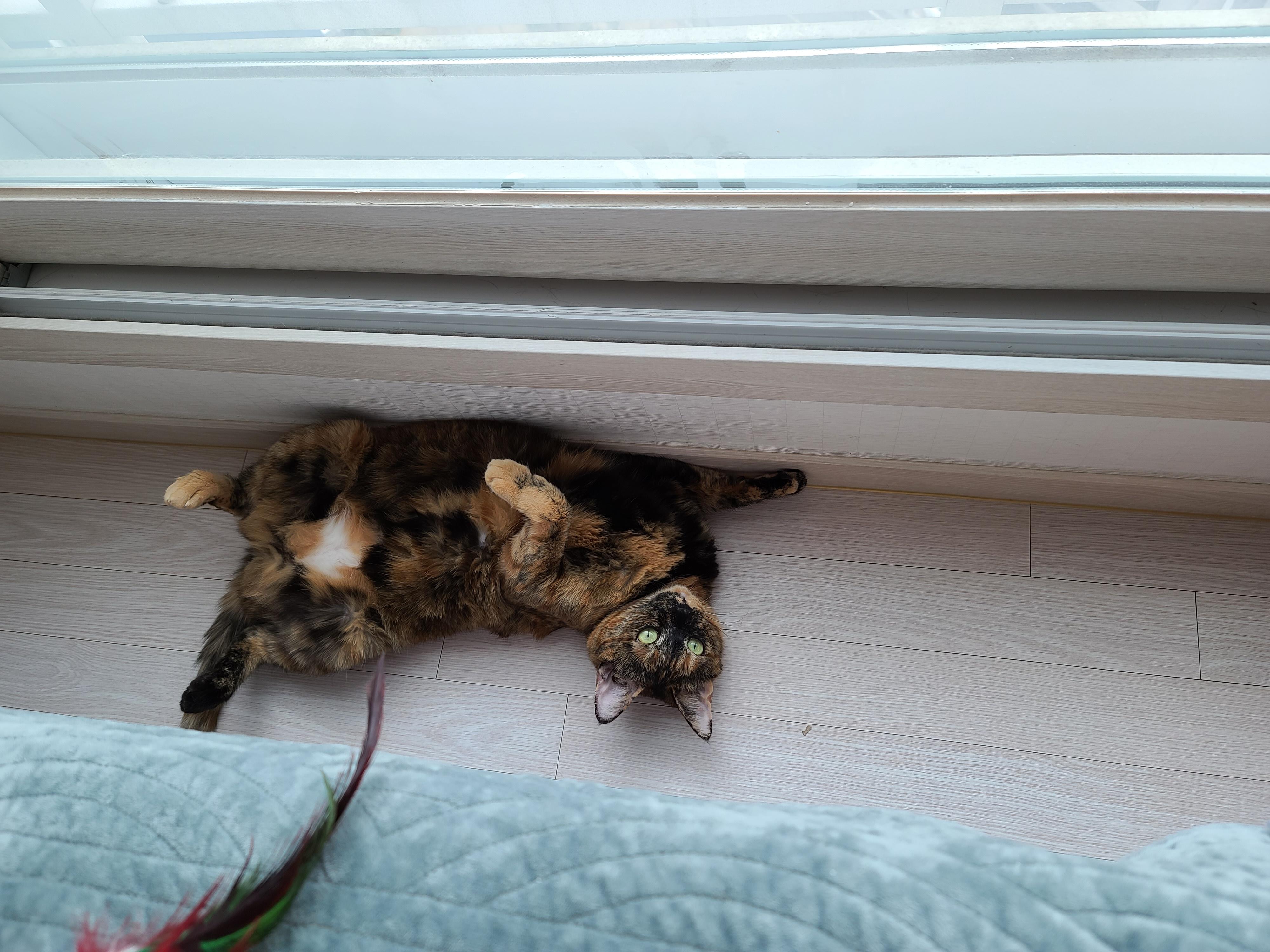 우리집 아홉냥이의 고양이 종류