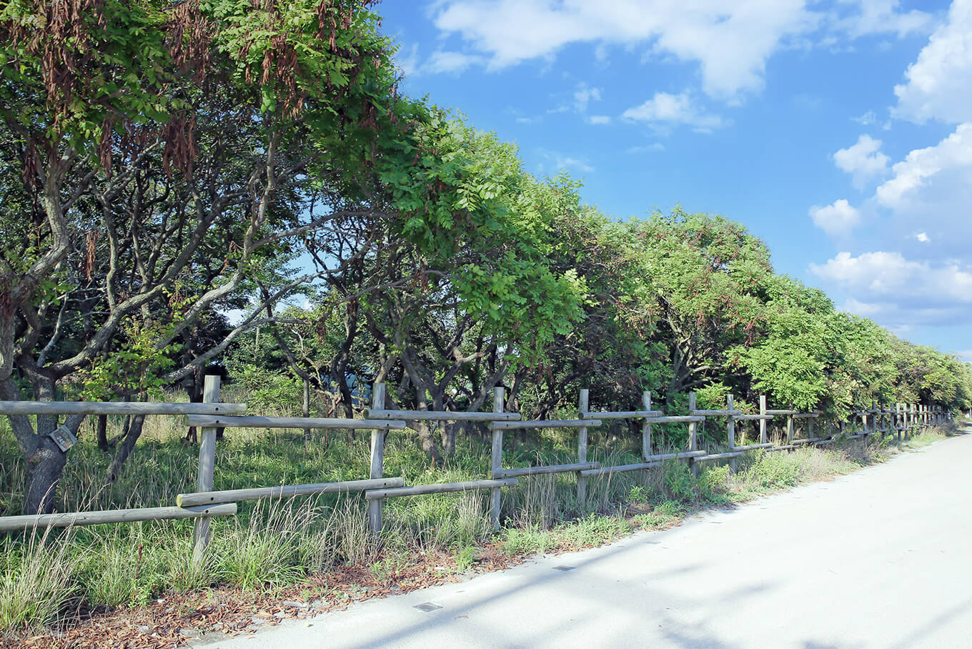 안면도수산시장 수산물 축제