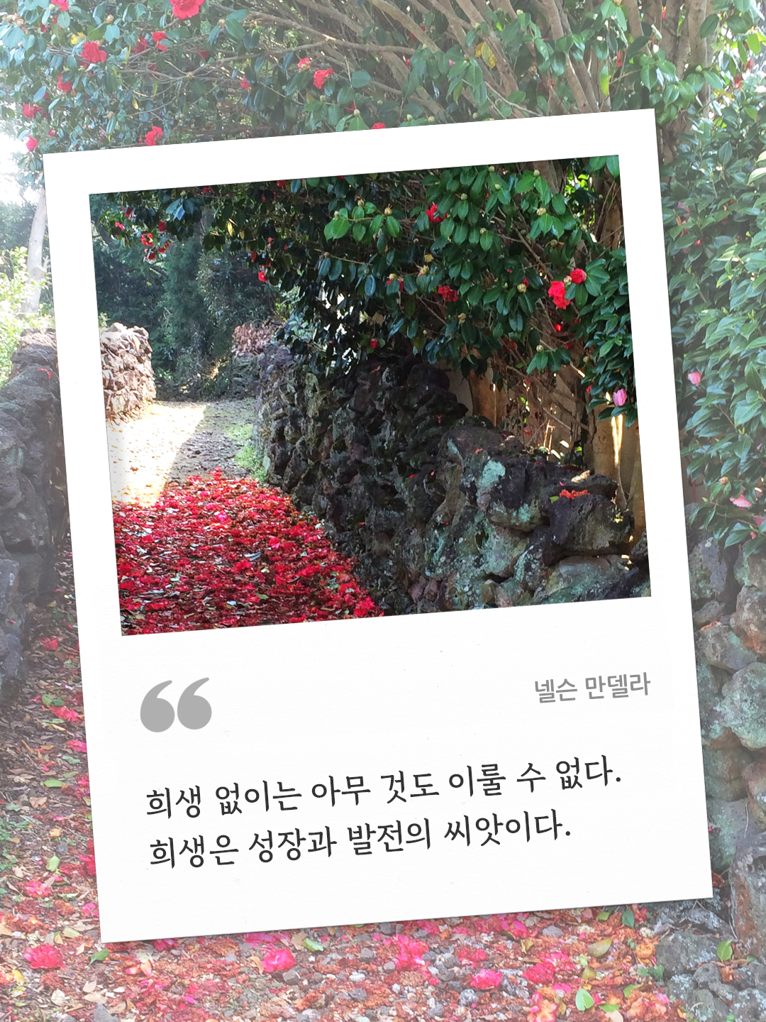 희생 없이는 아무 것도 이룰 수 없다. 희생은 성장과 발전의 씨앗이다 (넬슨 만델라)