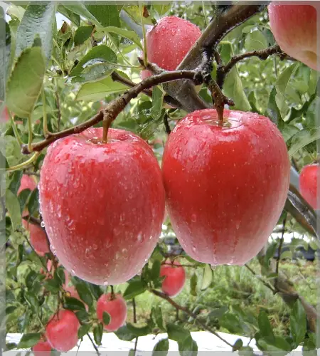 문경 사과축제_2