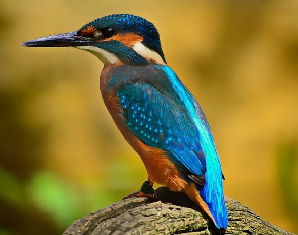 동양하루살이 천적&amp;#44; 새