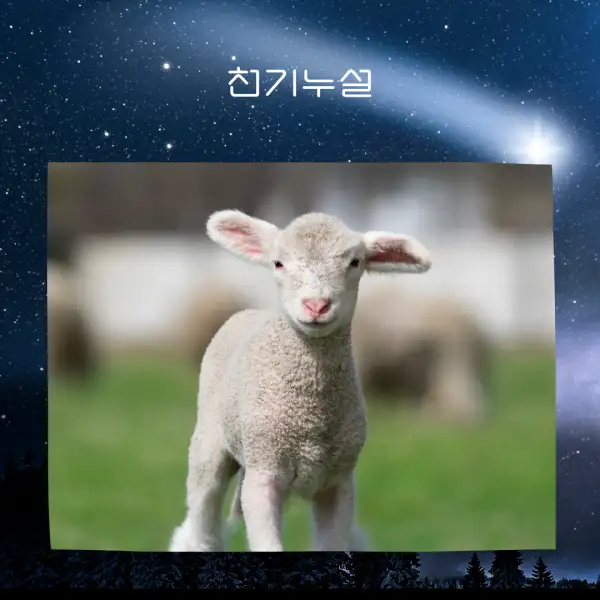 양이 나오는 꿈해몽