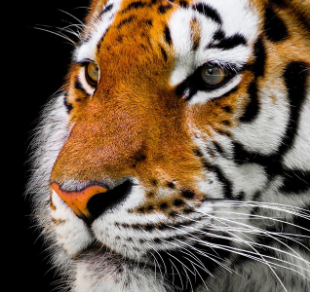 호랑이띠 2025년 운세