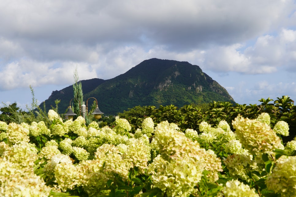 제주 핑크뮬리 명소 마노르블랑