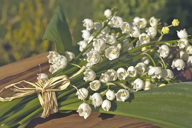 5월 쏘가리 금어기 시작 전국 금지 기간 완벽 정리와 낚시 규정_7