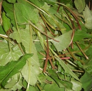 취나물 효능 부작용 칼로리 고르는법