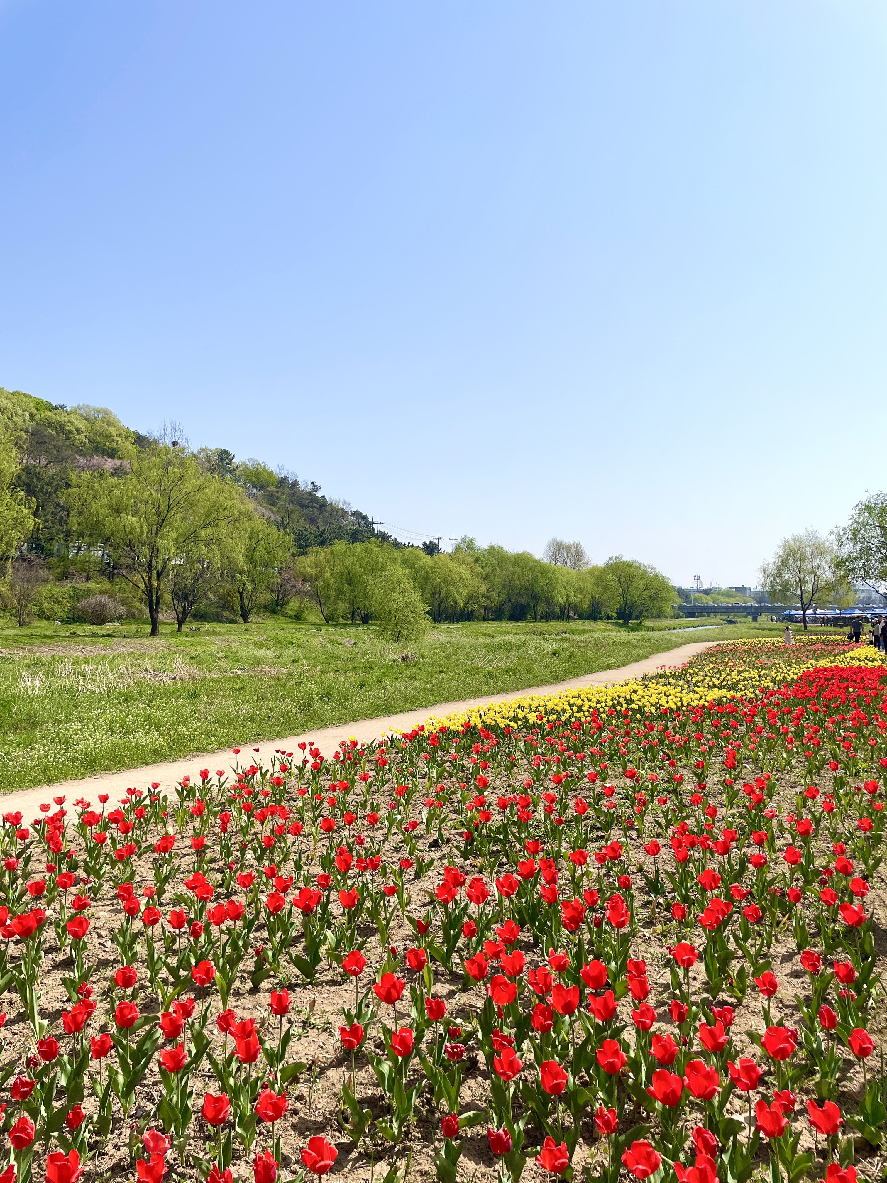 승기천 꽃피나 봄 축제 완벽 가이드